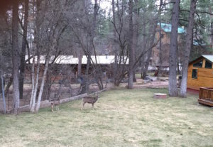 RuidosoDeerNearCabin