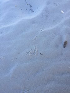 White Sands New Mexico has lifeforms including birds, lizards, and snakes.