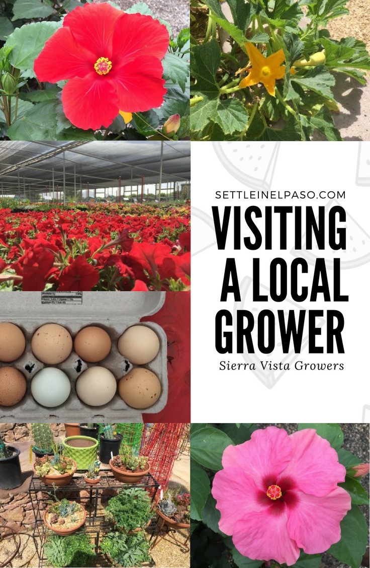 Kids can learn a lot by visiting local growers. We often visit local growers as a family. It is of great fun for our kid as well as us. One such place is Sierra Vista Growers.
