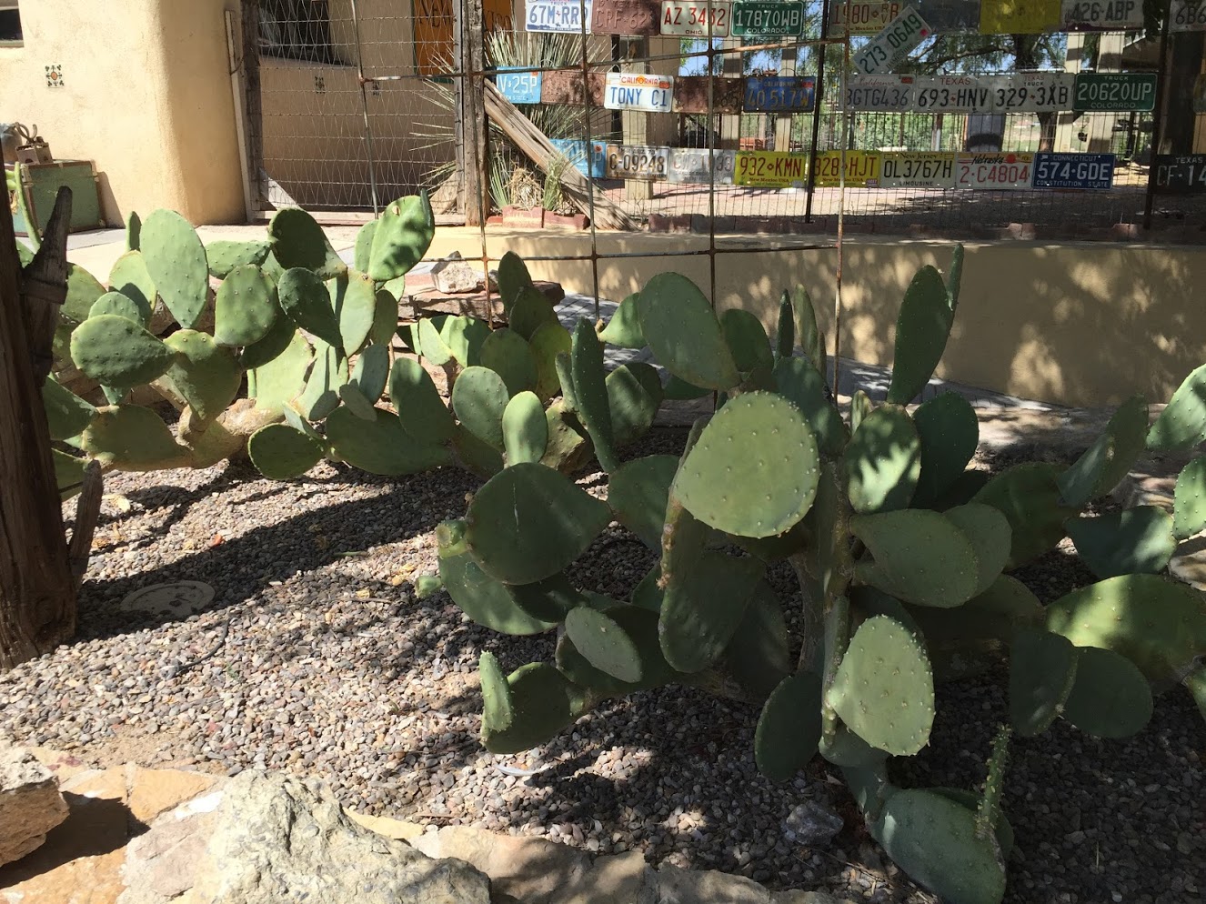 Cactus garden.