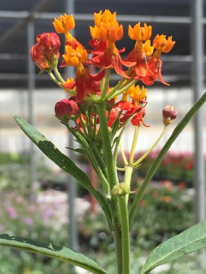 Butterfly Weed/ Asclepias: Best perennial to help Monarch Butterflies. Easy for hot dry areas.