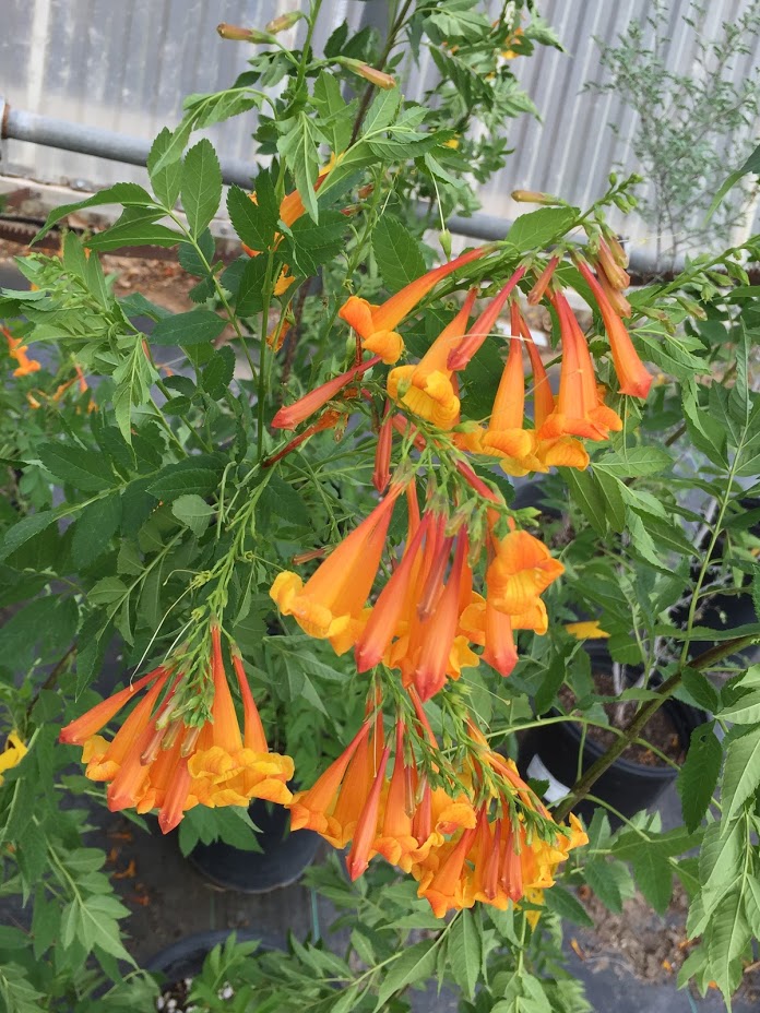 Tecoma Orange Jubilee Staked: Ornamental flower!