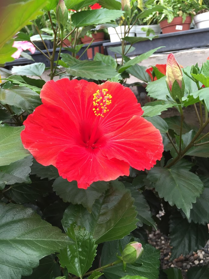 The red hibiscus