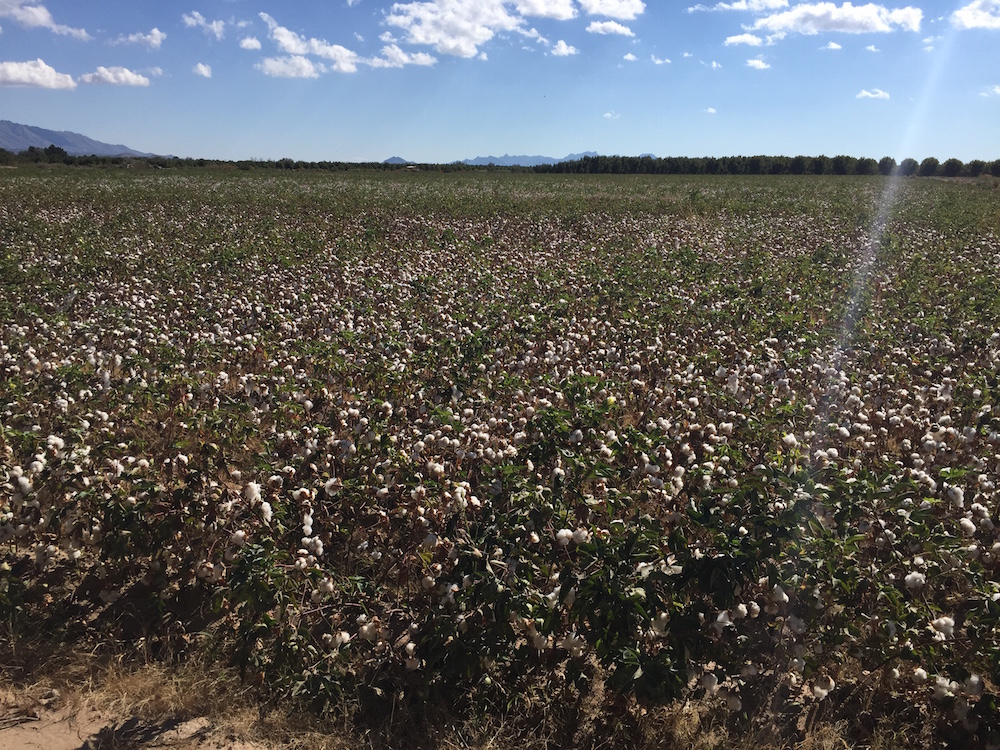Cotton field on our way to the pumpkin field! 