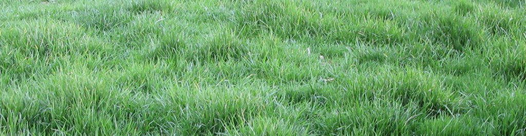 We grew Bermuda grass in our backyard to save money.