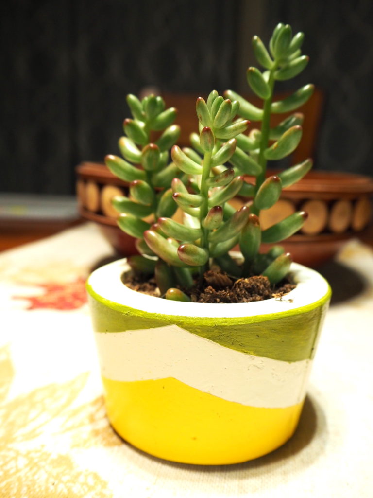 Succulent planter #succulent #succulentpot