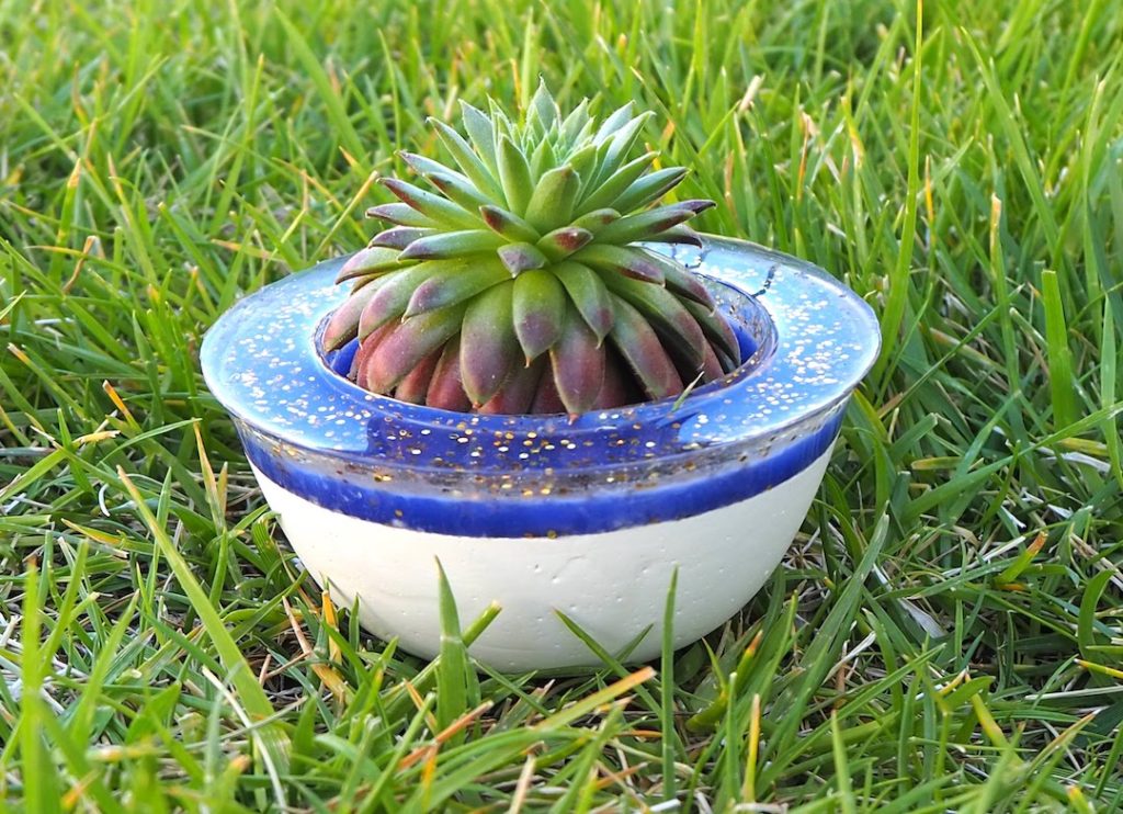 Succulent pot #succulent #succulentpot