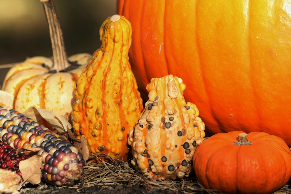 Pumpkin for colorful Thanksgiving decor.