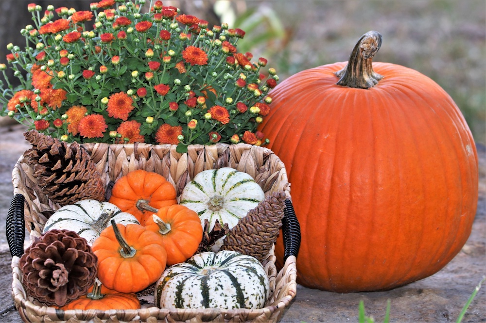 Pumpkins and fall flowers are great addition to a Thanksgiving decor.