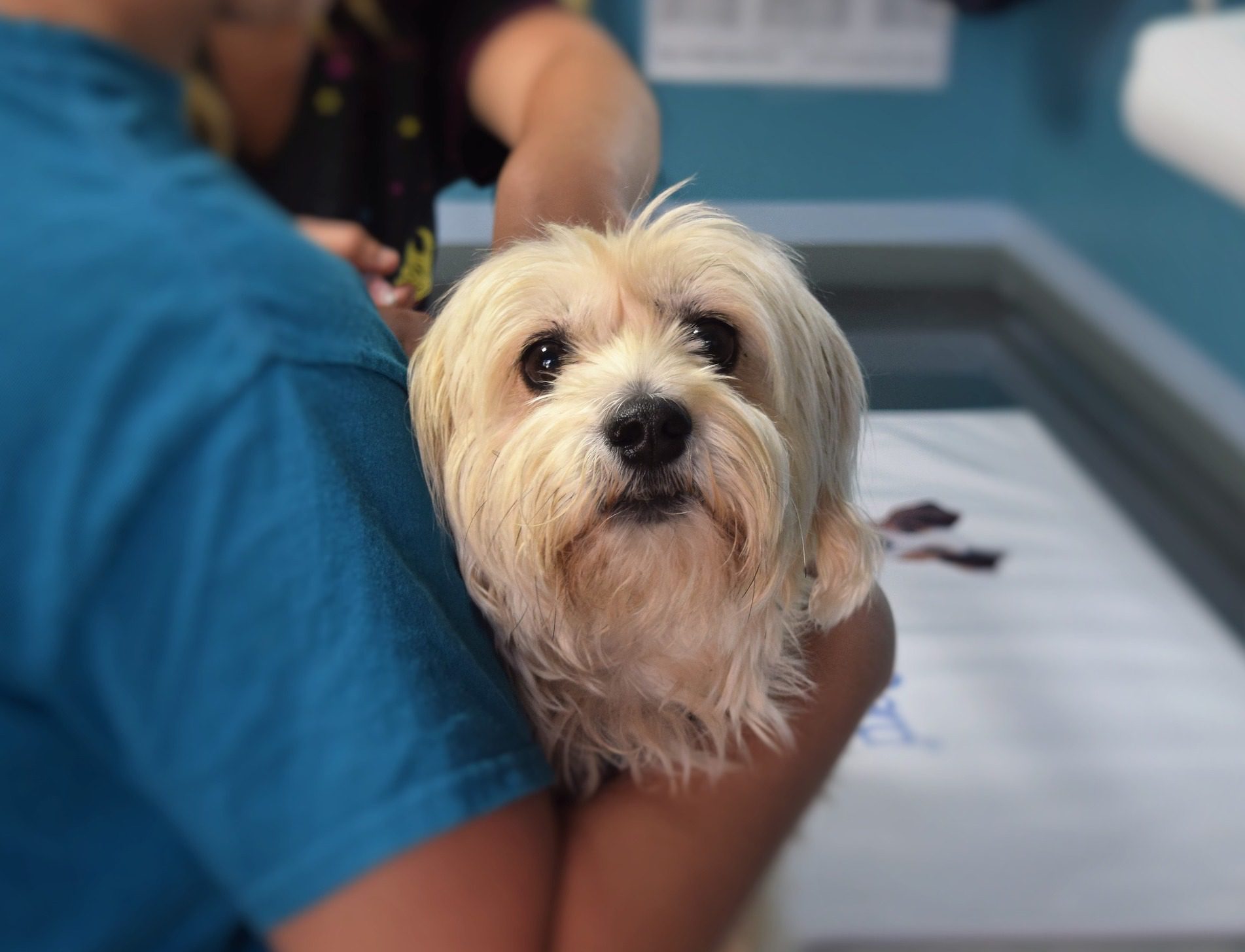 Some types of dogs require more frequent visits to the vet physician than other breeds.